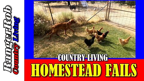 Regrets and Lessons Learned: Escaped Mice & Chickens Homestead Fails Unveiled