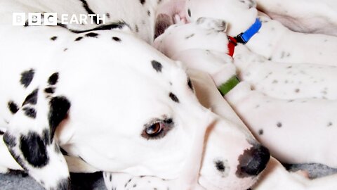 A Dalmatian Mums Work is Never Done Wonderful World of Puppies BBC Earth