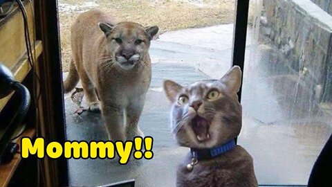 Funniest Animals 2020 Compilation - Awesome Funny🐶 Dogs and 😻 Cats