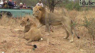 Lions Pose With Safari Vehicle