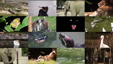Collage of wildlife animals