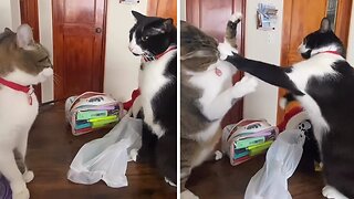 Cats Throw Punches Like Boxers In The Ring