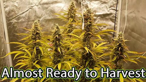 Almost ready for harvest! Grow Log: Week 9 - 10 | Girl Scout Cookies Extreme