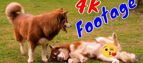 4K Dogs and Puppies Beautiful Animal Footage Episode 13 | Viral Dog