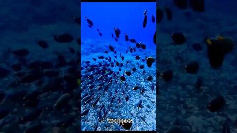 Fish 🐠 Life in water 🐟🐬🦈🐡#seacreature#nature#beautiful#wonders#wow#sea#shorts