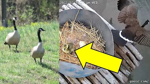 DIY Goose floating platform success! Gosling's hatching! Kapper Outdoors wildlife mini series