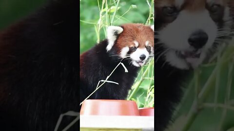 Red Panda Eating