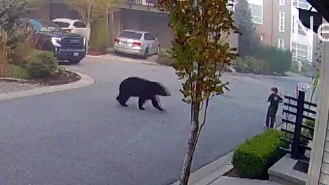7-Year-Old Encounters Massive Bear While Riding Scooter