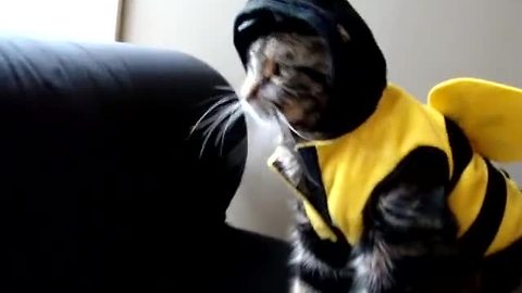 Epic fail for cat's bumble bee Halloween costume