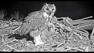 Breakfast Close-up 🦉 3/20/22 05:49