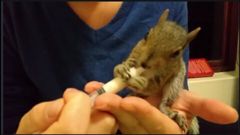 How to feed a baby squirrel cute and adorabi