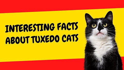 Why Tuxedo Cats are the Perfect Companions for Curious Minds