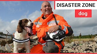 Springer spaniel trained to enter disaster zones