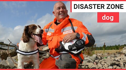 Springer spaniel trained to enter disaster zones