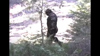 Four Corners Investigator's Bigfoot Photos