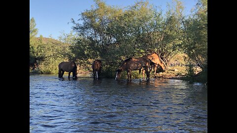 Wild Horses! Salt River, AZ