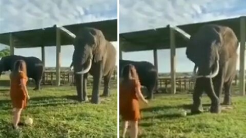 Elephant overjoyed Little Girl as he Kicked the Ball