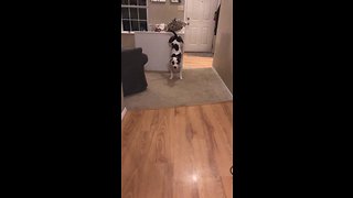 Dog Pulls Off Impressive Trick For Her Dinner