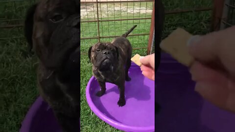 Puppy in pool lonelycreek bullmastiff