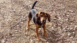 Happy Beagle Pup, Extended Ball Play