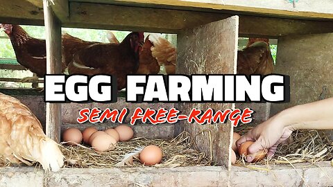 Freeranged Egglayer Chickens | Healthy Egg Farming 🥚🐔 | Less Odor chicken farming