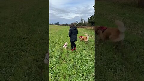 Fezzie and Frannie Zoomies #pei #goldenretrievers