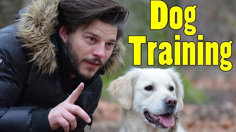 Puppy Training Tips | 10 Reasons Why Dogs Need Training | Pet Tips