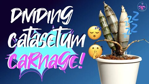 Dividing Dormant Catasetum Orchidglade 'Jack of Diamonds' | Carnage unpot | Repot Tips #Catasetum