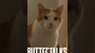 Butters the cat wants to talk