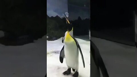 Penguins love bubbles