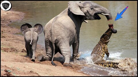 10 Times Mother Elephant Sacrificed To Save Her Baby From Ferocious Crocodile