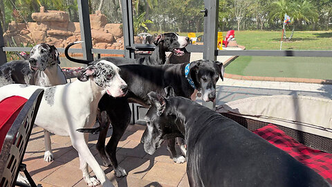 Five Funny Talkative Great Danes Wake Up & Want To Go Outside
