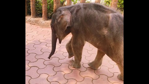 Small elephant lovely hathi beby