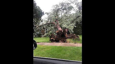 Storms uproot trees, knock down power lines across metro Detroit