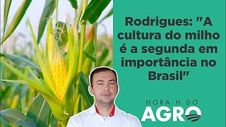 Conheça as tecnologias que fazem do Brasil um grande produtor de milho | HORA H DO AGRO