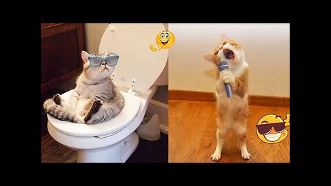 FUNNY CATS AND DOGS VIDEOS
