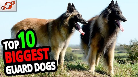 🐕 Biggest Guard Dogs - TOP 10 Biggest Guard Dogs In The World!