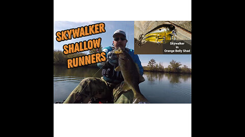 Skywalker Orange Belly Shad