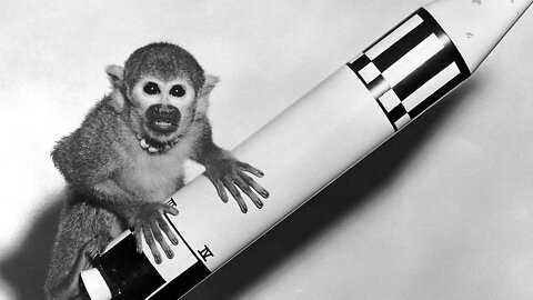 Ten Animal Astronauts That Have Gone to Space