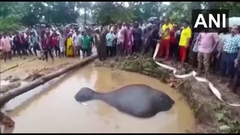 Villagers helped saved a drowning elephant's life