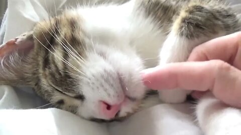 Cat Being Sleepy ASMR 1 Hour