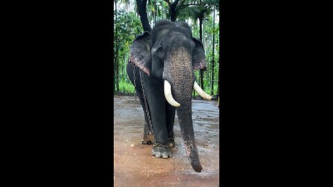 The elephant is having fun taking bath