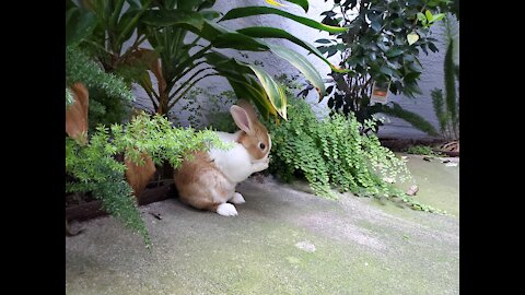 Old lady bunny still full of energy!