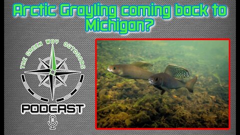 Arctic Grayling coming back to Michigan?