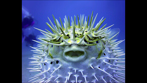 Poisonous Puffer Fish- Amazing facts about PUFFER FISH