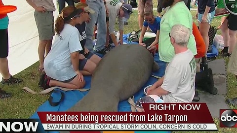 Manatees being rescued from Lake Tarpon