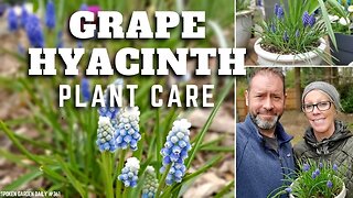 💜 Grape Hyacinth Care | Muscari armeniacum - SGD 361 💜