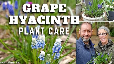 💜 Grape Hyacinth Care | Muscari armeniacum - SGD 361 💜