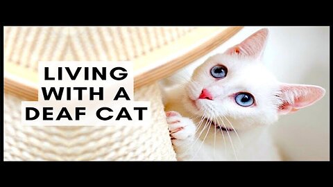 Living with a Deaf Cat