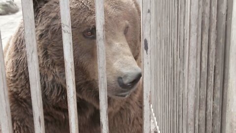 Mariupol Zoo Animals Caught In Crossfire Of War